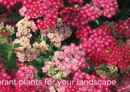 Drought Tolerant Plant Guide